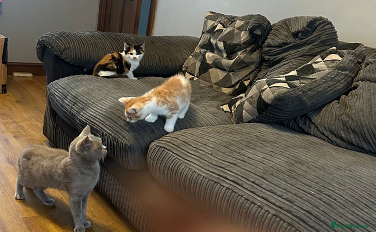 Mixed Breed cats - Advert 5