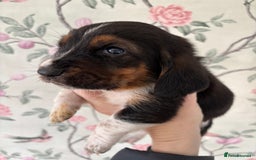 Basset Hound dogs for sale: Bassett hound puppies  - Advert 16