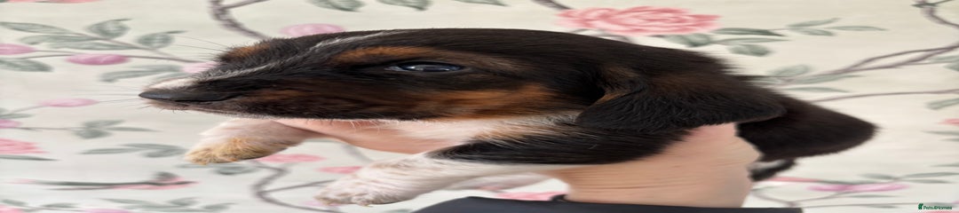 Basset Hound Puppy 5