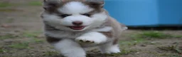 Pomsky dogs for sale: Genuine Celtic Star F3 Pomskies Available  - Advert 13