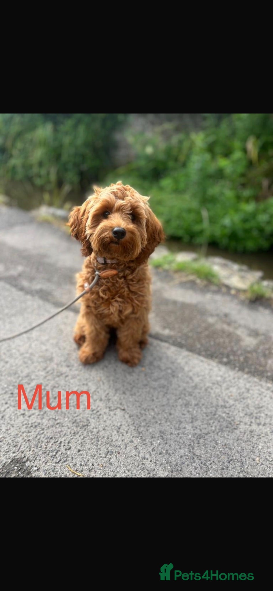 Cavapoo dogs Stunning red Cavapoo pups  - Advert 1