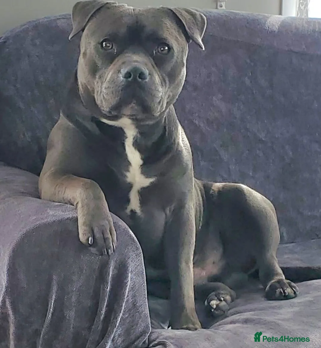 Staffordshire Bull Terrier dogs for stud: Lord Dave the blue staffy - Advert 2