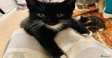 Mixed Breed cats - Advert 3