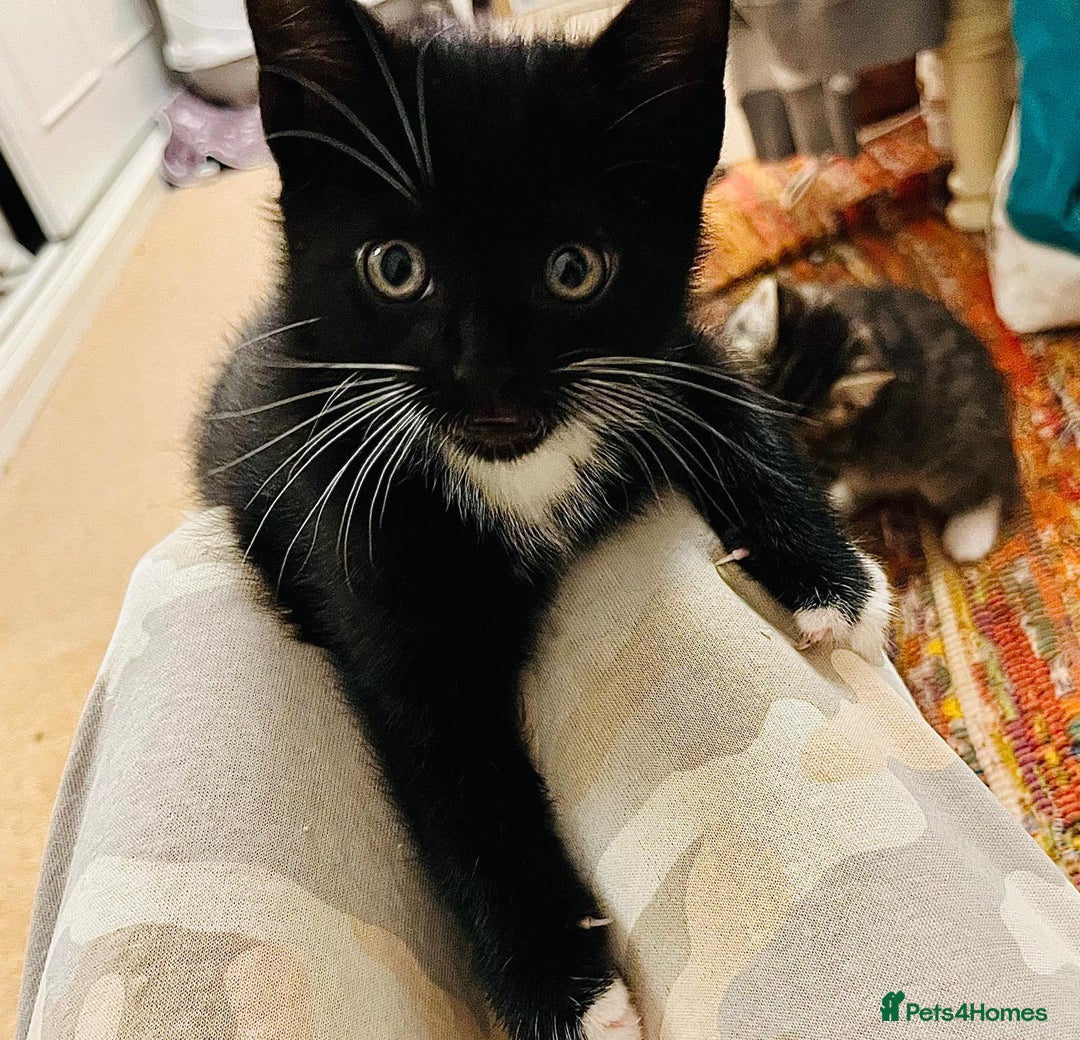 Mixed Breed cats for sale: 5 Gorgeous Happy Babies (Ready to Go) - Image 3