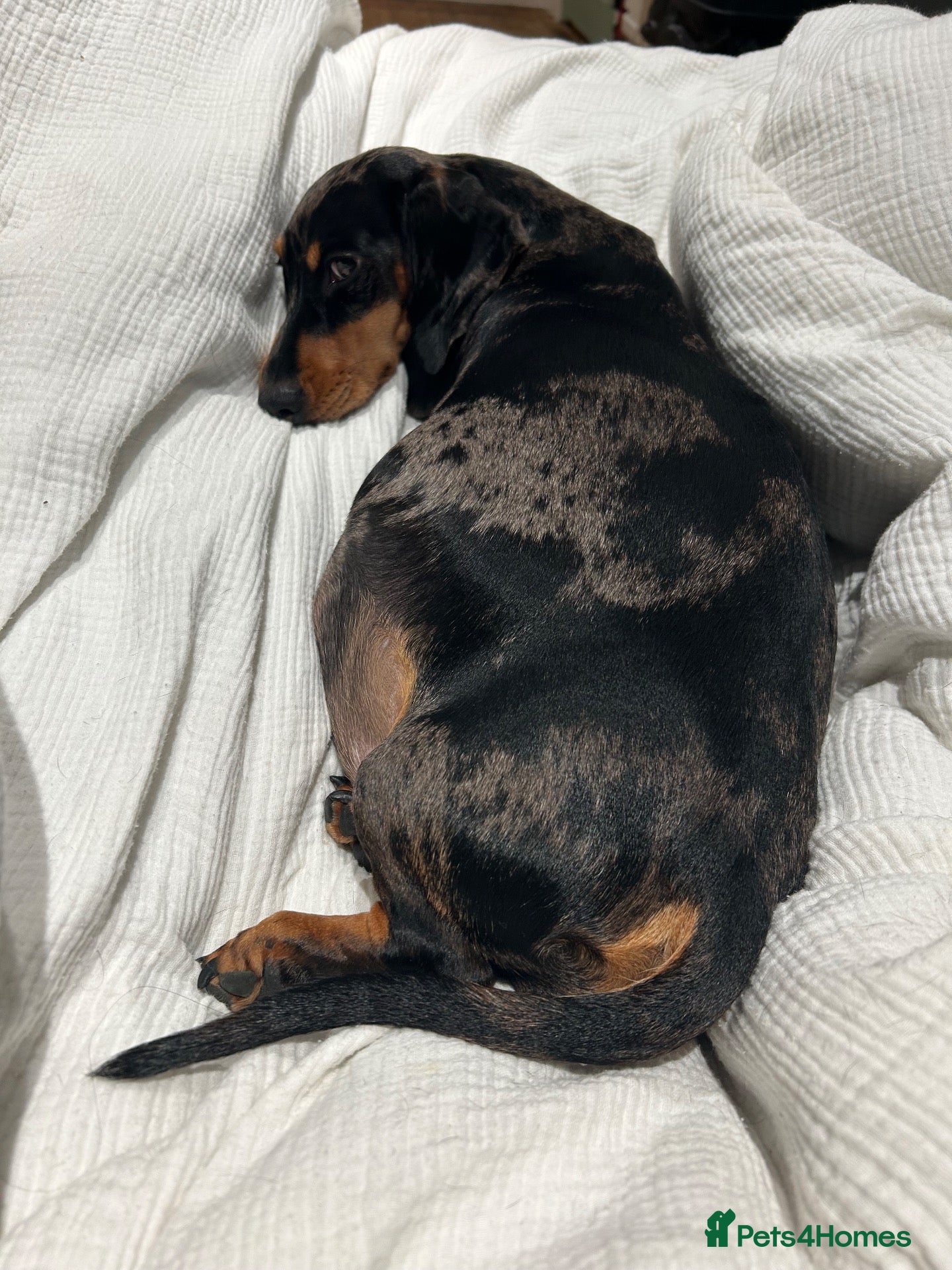 Dachshund dogs 🐾 8 Gorgeous Dachshund Puppies 🐾 - Advert 1