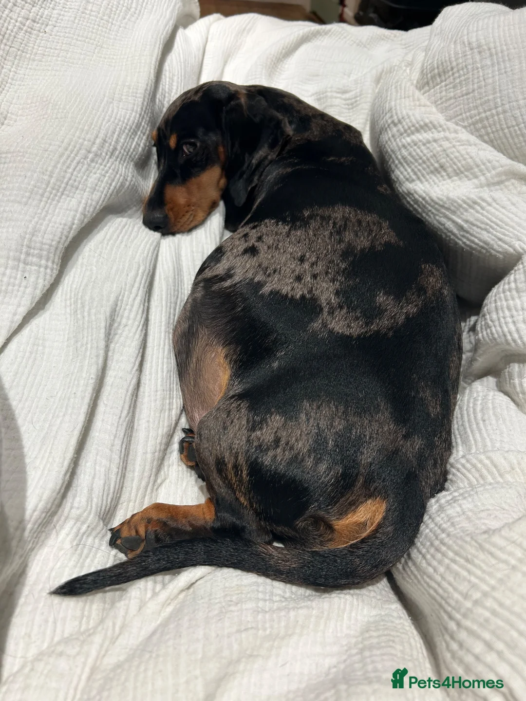 Dachshund dogs for sale: 🐾 8 Gorgeous Dachshund Puppies 🐾 in Westbury - Advert 1