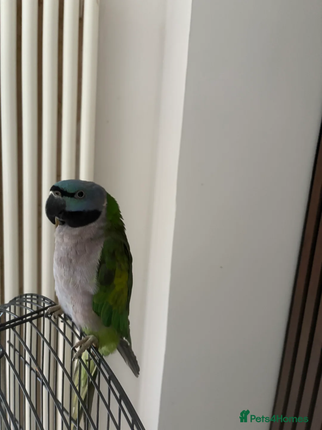 Parrots birds for sale: Lord derbeyan - Advert 2