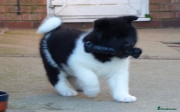 Akita dogs for sale: Quality Akita Babies (& KC Registered) - Image 12