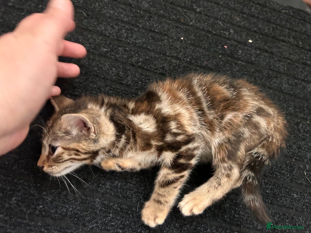 Bengal cats for sale: Beautiful bengal  - Image 10