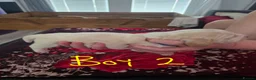 Basset Hound dogs for sale: Basset hound pups kc REG - Advert 10