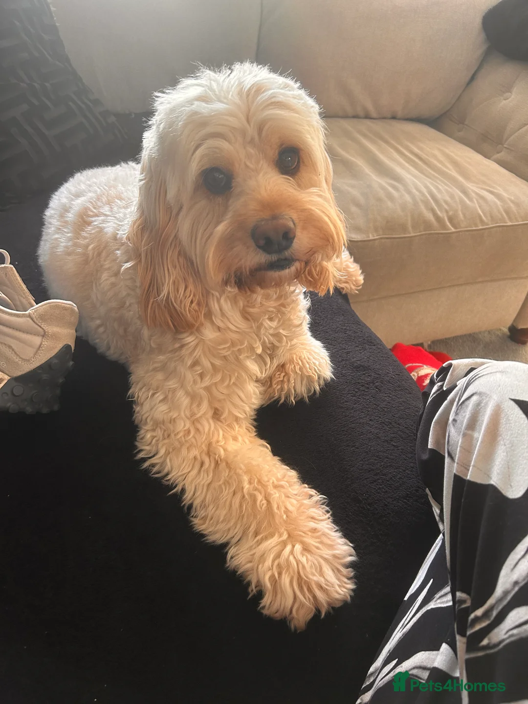 Cockapoo dogs for stud: Beautiful apricot cockapoo for stud in Hartlepool - Advert 15