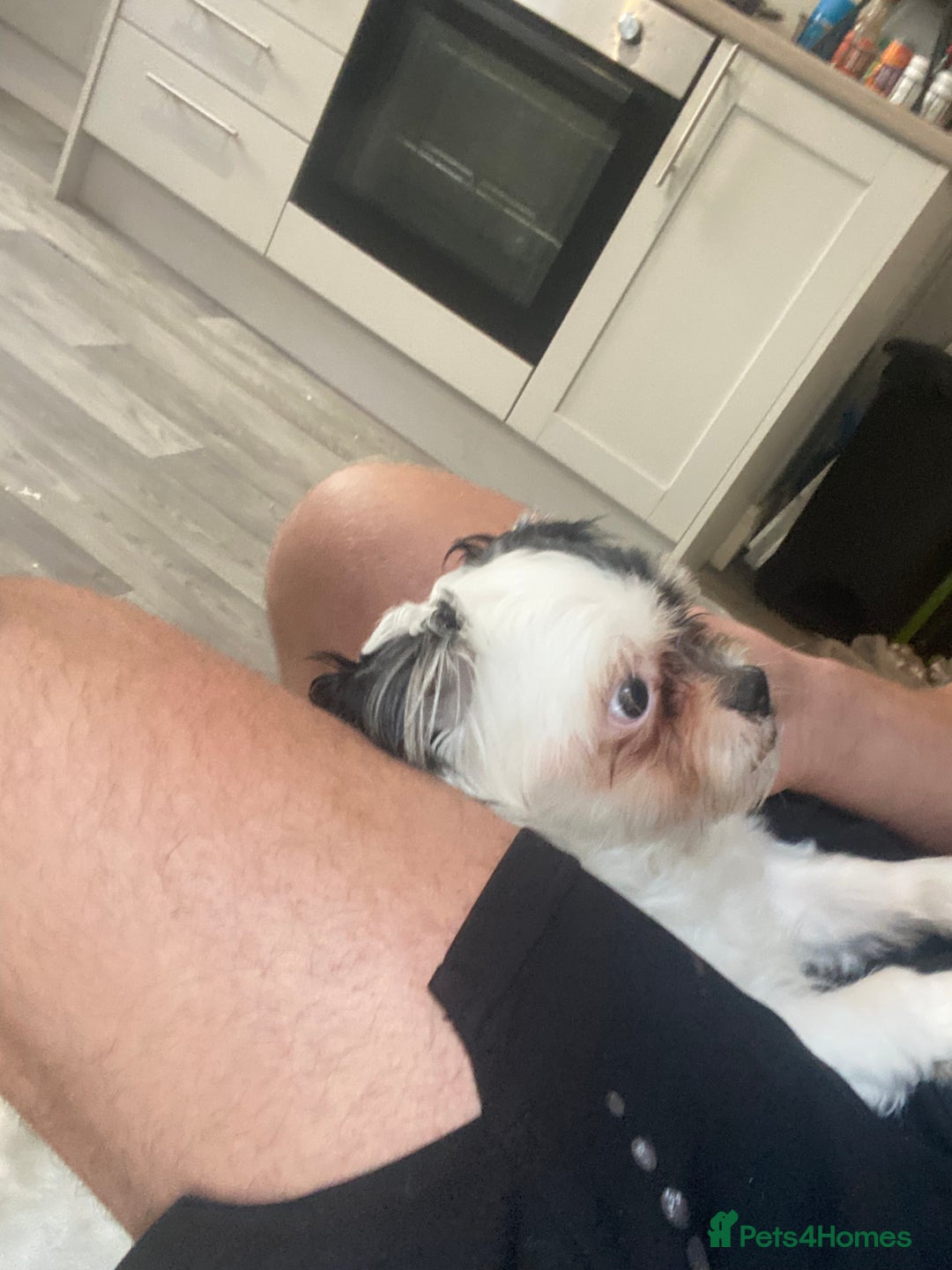Mixed Breed dogs for sale: Shihtzu X boy  - Image 4