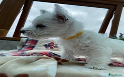 West Highland Terrier dogs for sale: 1 WESTiE BOY AVAILABLE!! - Image 17