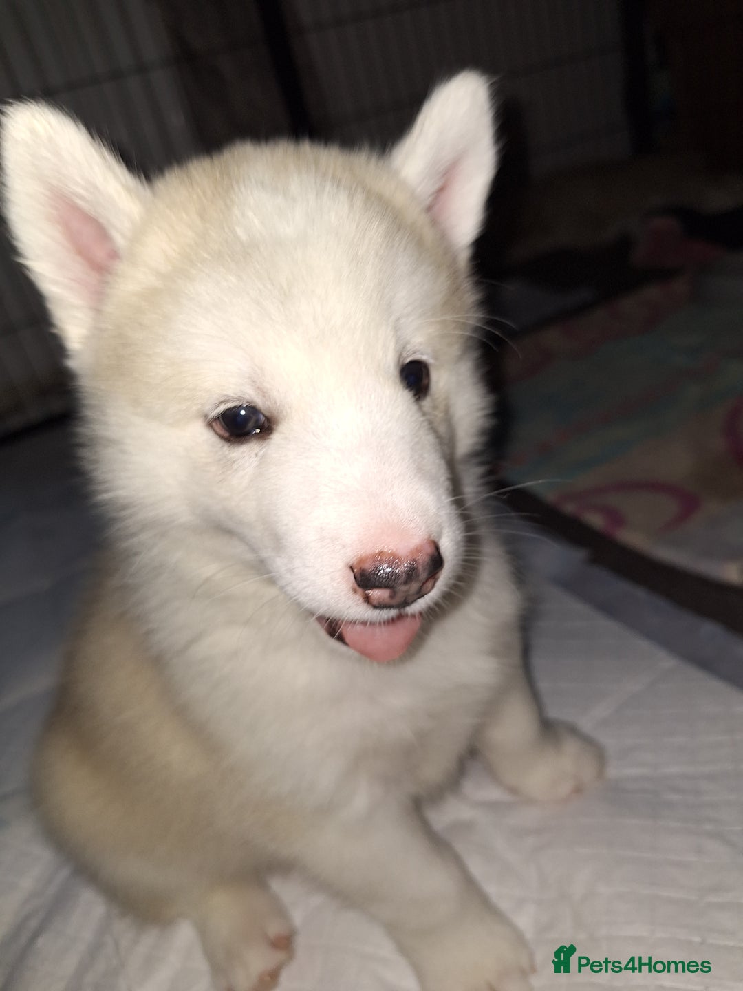Siberian Husky dogs for sale: 2 beautiful male Siberien Husky Puppies  - Advert 1