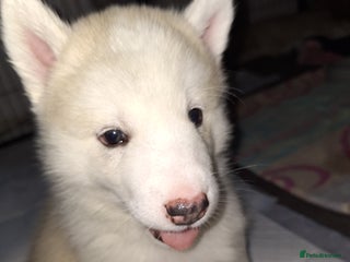 Siberian Husky dogs 2 beautiful male Siberien Husky Puppies - Advert 1