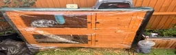 English Lop rabbits for sale: Rabbit - Advert 2