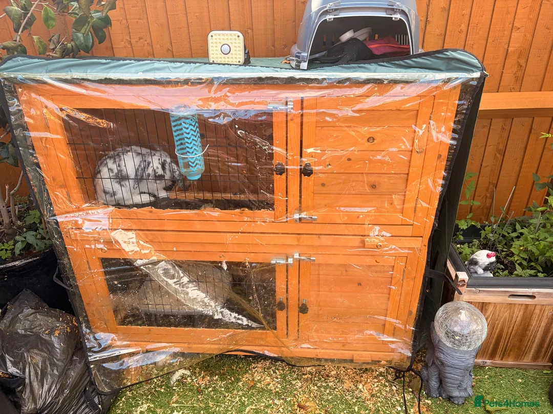 English Lop rabbits for sale: Rabbit - Advert 2