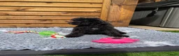 Cockapoo dogs for sale: Tiny Toy F1B Cockapoos. FULLY VAX’D! LAST 2 BOYS!! - Advert 24