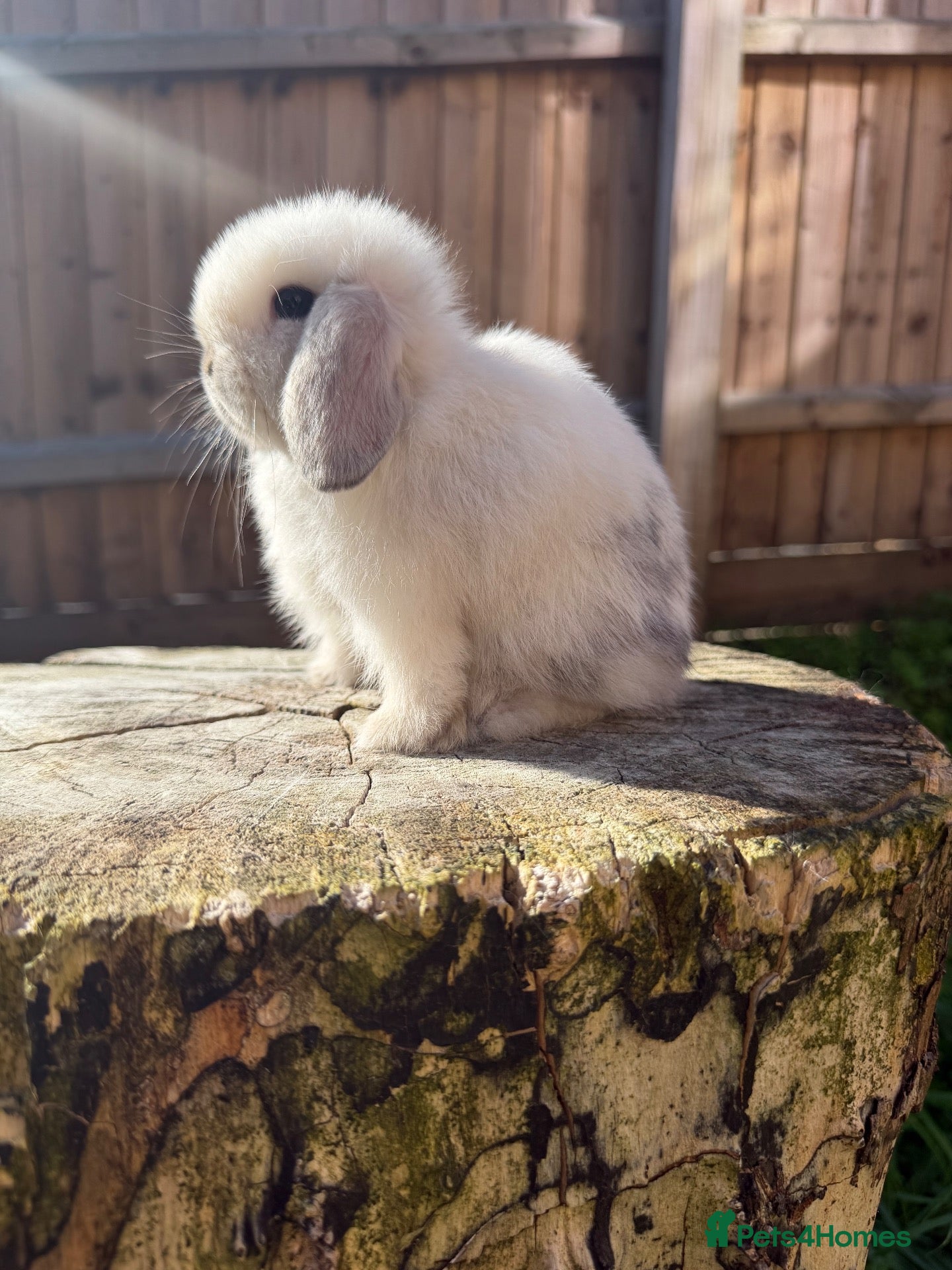 Mini Lop rabbits Mini lop Siblings  - Advert 1