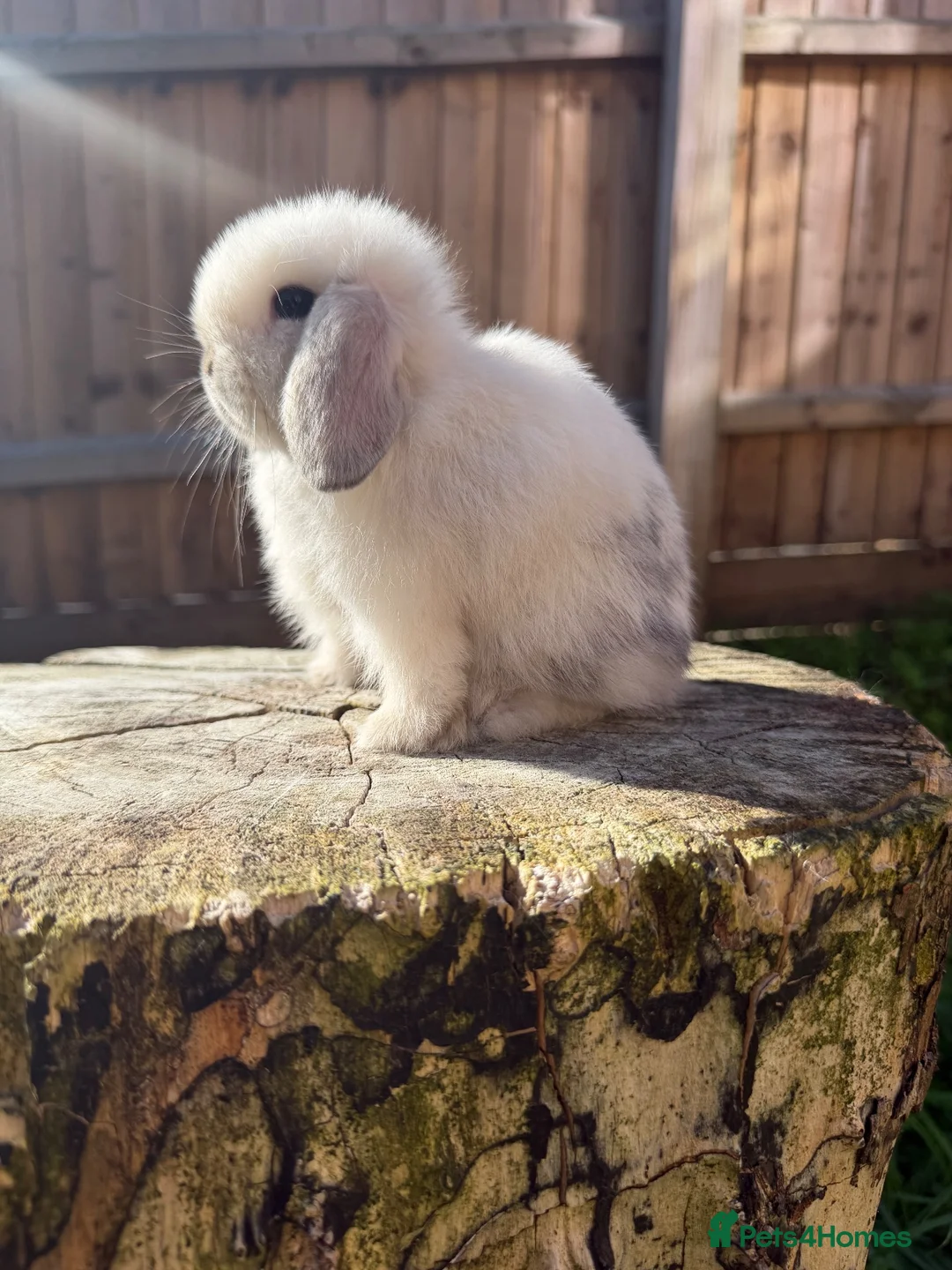 Mini Lop rabbits for sale: Mini lop Siblings  - Advert 1