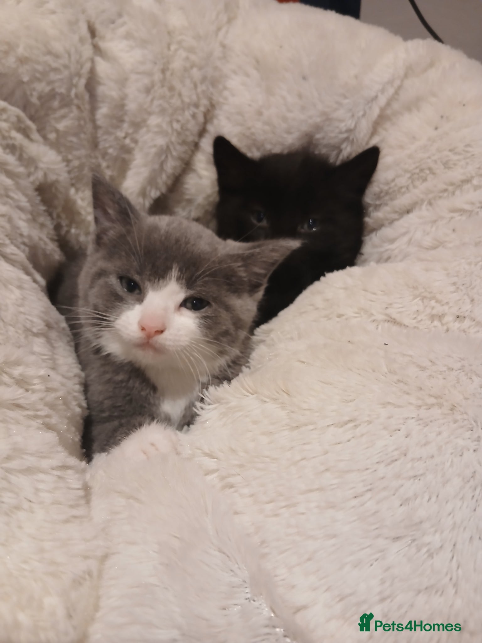 British Shorthair cats Beautiful British Shorthair Kittens  - Advert 1