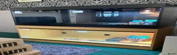 Bearded Dragon reptiles for sale: Bearded Dragon + New Vivarium Setup kit - Advert 5