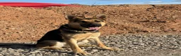 German Shepherd dogs for sale: KC Registered Young Female GSD – Trained - Advert 5