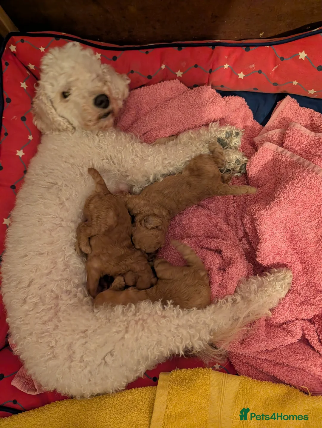 Toy Poodle dogs for sale: Toy poodles Magpies puppies  in Mexborough - Advert 1