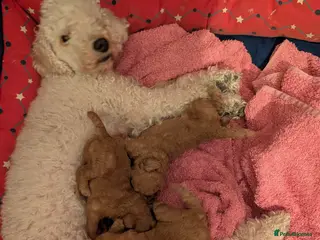 Toy Poodle dogs Toy poodles Magpies puppies - Advert 3