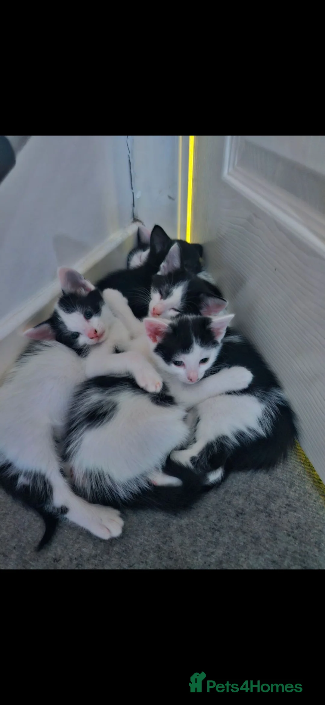 Mixed Breed cats for sale: 4 gorgeous kittens for sale  in Ilminster - Advert 2
