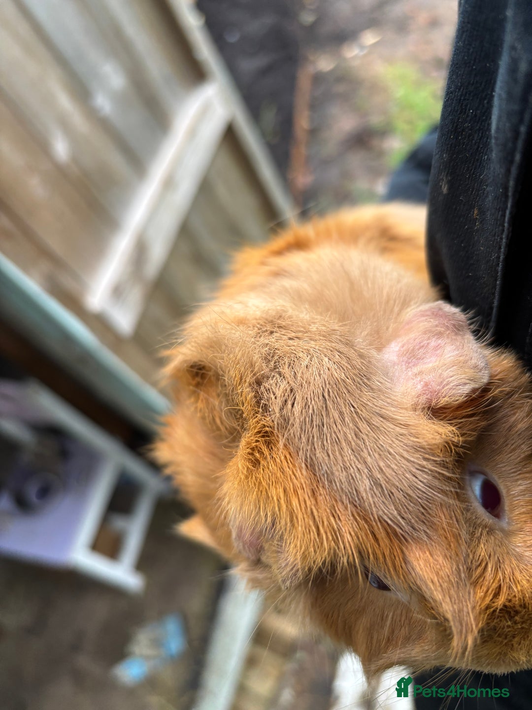 Guinea Pig rodents for sale: 2 sow guinea pigs 1yr old - Advert 3