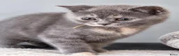 British Shorthair cats for sale: Beautiful GCCF furbabies British Shorthair. - Advert 6