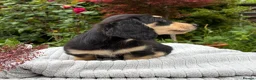 Miniature Dachshund dogs for sale: GORGEOUS KC reg PRA CLEAR MINI DACHSHUND PUPPIES - Advert 11