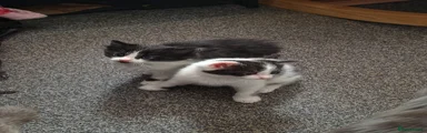 Mixed Breed Kitten 2