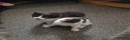 Mixed Breed cats for sale: Kittens ready to leaven - Advert 6