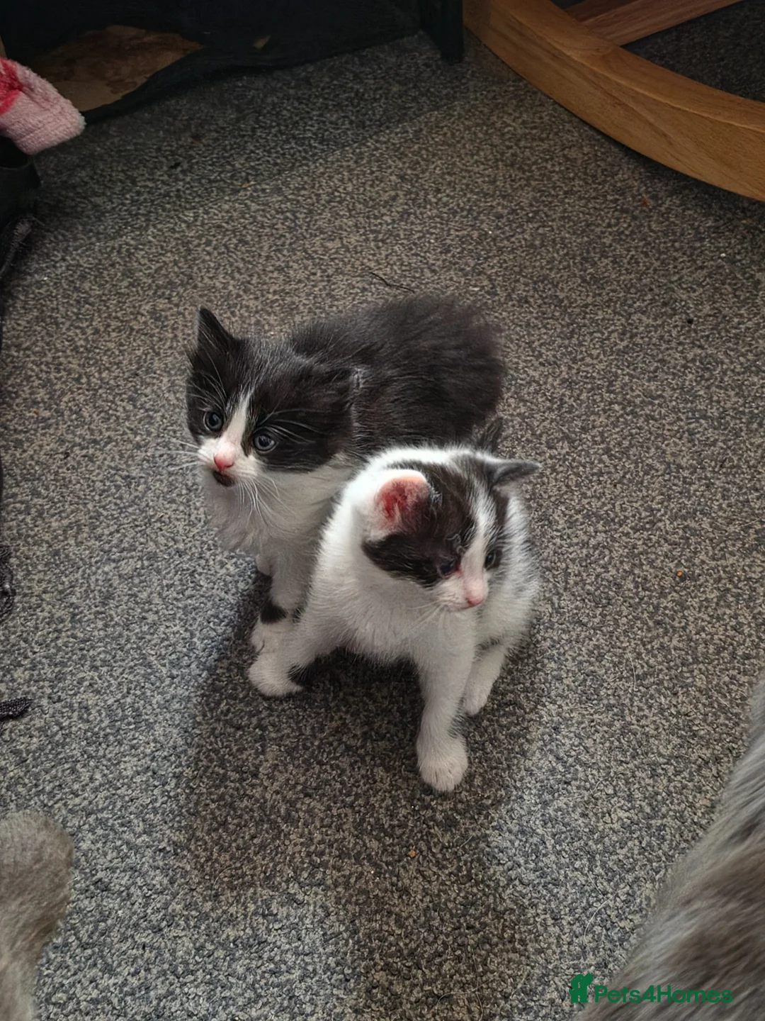 Mixed Breed cats for sale: Kittens ready to leaven - Advert 6