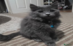 Mixed Breed cats for sale: Adorable fluffy kittens looking for a new home. - Image 21