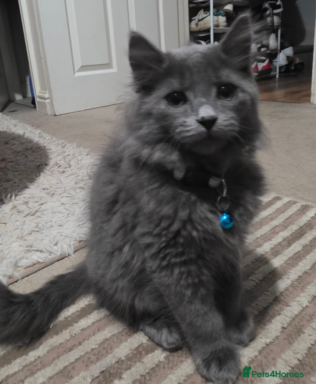 Mixed Breed cats for sale: Adorable fluffy kittens looking for a new home. - Image 21