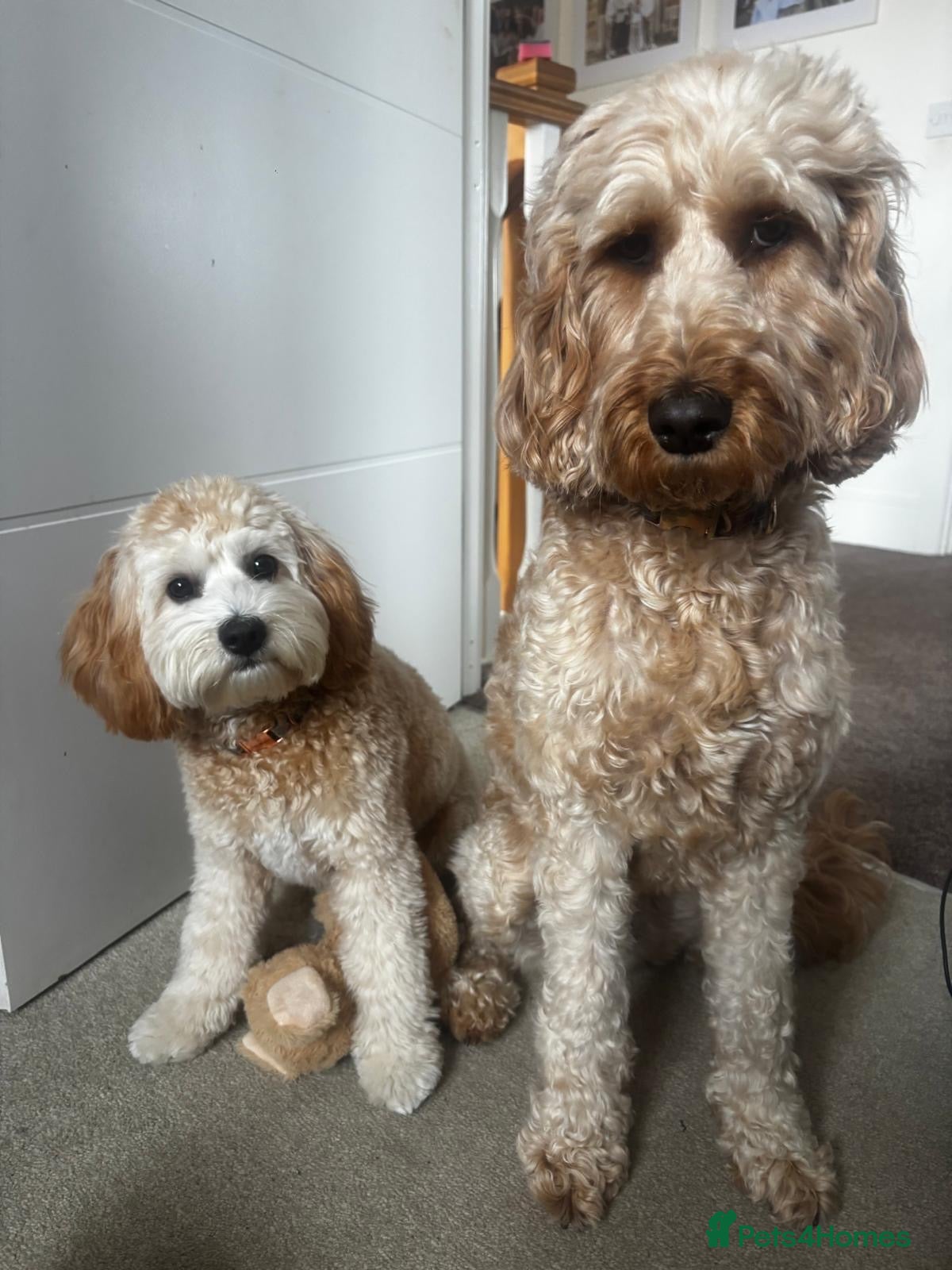 Cavapoochon dogs Beautiful 8 month old cavapoochon - Advert 16
