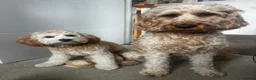 Cavapoochon dogs for sale: Beautiful 8 month old cavapoochon in Yarm - Advert 1