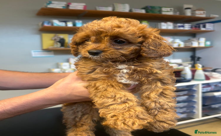 Cavapoo dogs - Advert 13