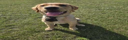 Labrador Retriever dogs for sale: My girl is due her litter 14th November 🥰 - Advert 6