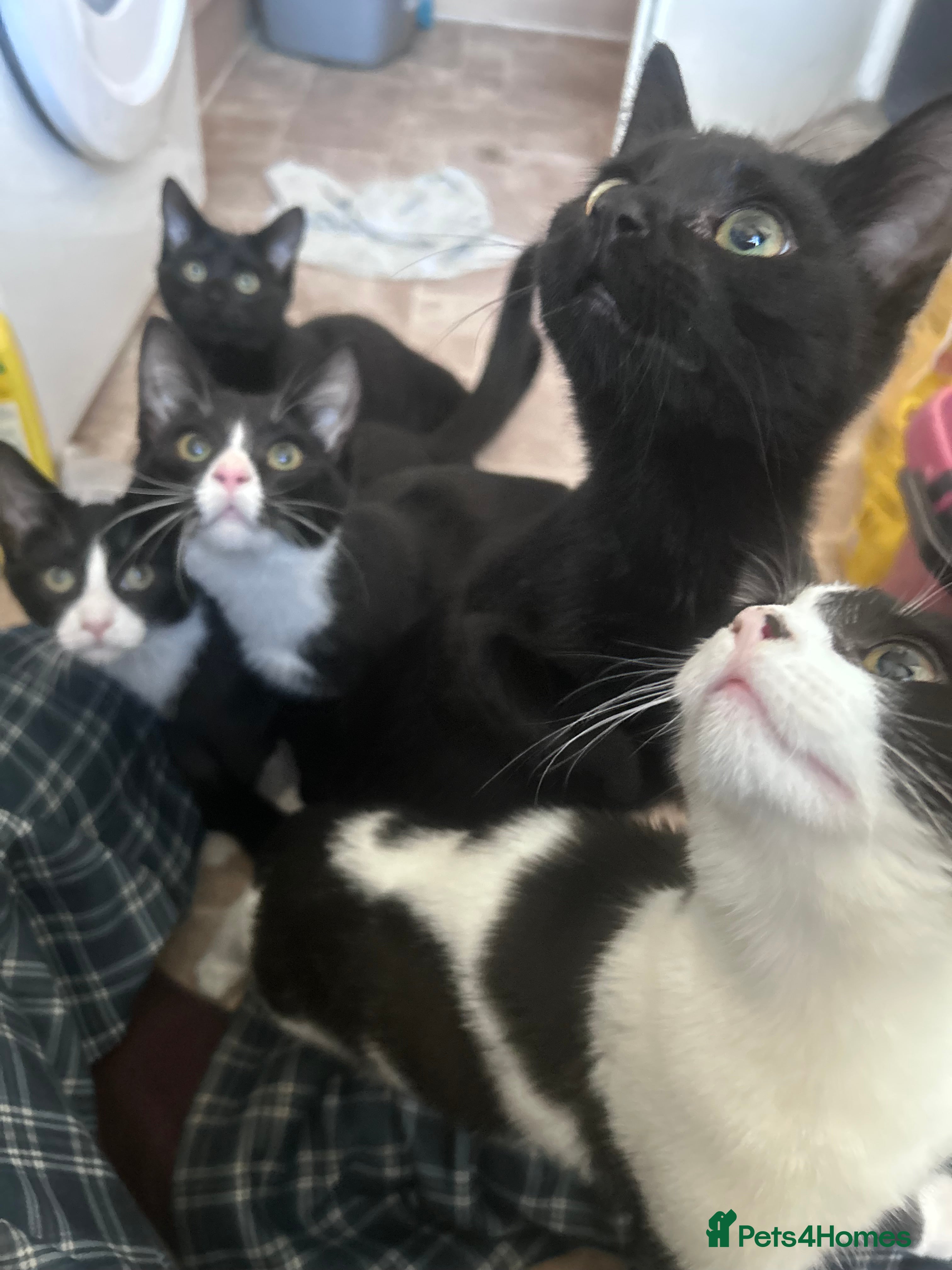 Mixed Breed cats kittens in desperate need for a home. - Advert 5