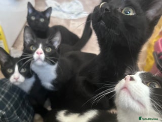 Mixed Breed cats kittens in desperate need for a home. - Advert 1