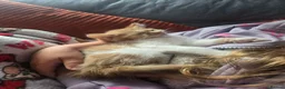 Mixed Breed cats for sale:  Playful & Loving KittensLooking for Forever Homes - Advert 3