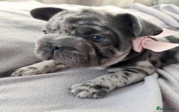 French Bulldog dogs for sale: 💖registered champion bloodline french bulldogs💖 - Image 9