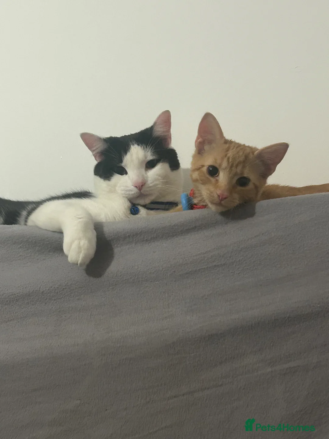 Mixed Breed cats for sale: Rehoming Ginger Kitten - Advert 2