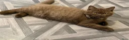 British Shorthair cats for sale: Chocolate Brown BSH male for sale  - Advert 3