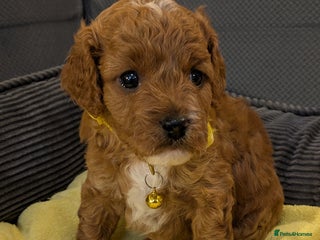 Cavapoo dogs F2 Cavapoo, Dog breeding license - Advert 3