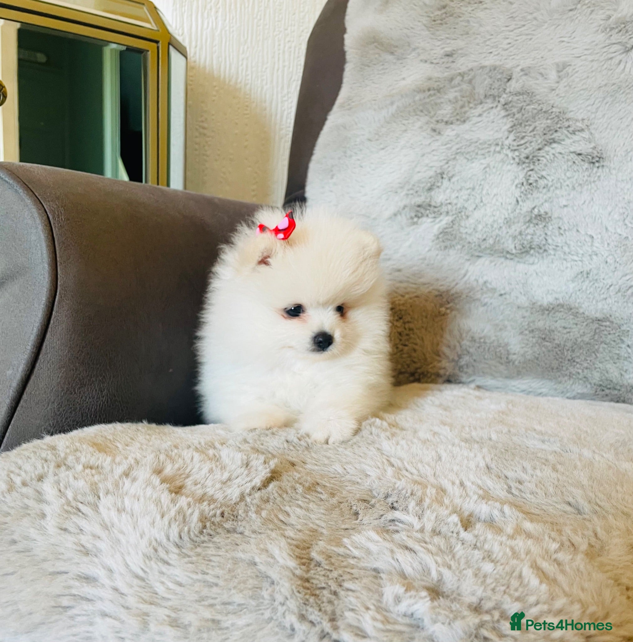 Pomeranian dogs Stunning Kc Teddy Bear Pomeranian pups - Advert 9